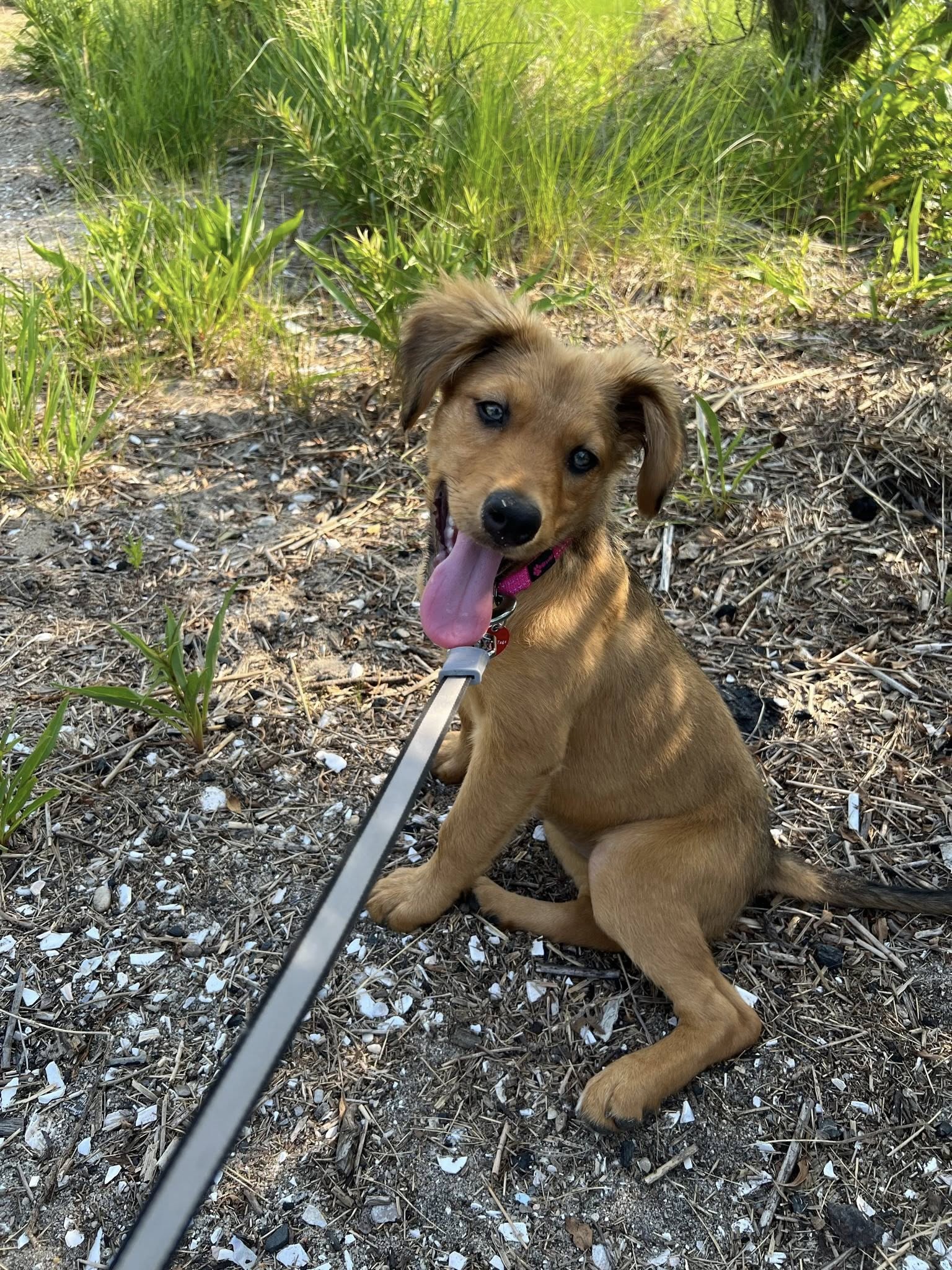 Coach Wendy - rescued dog who inspired The Giving Classroom