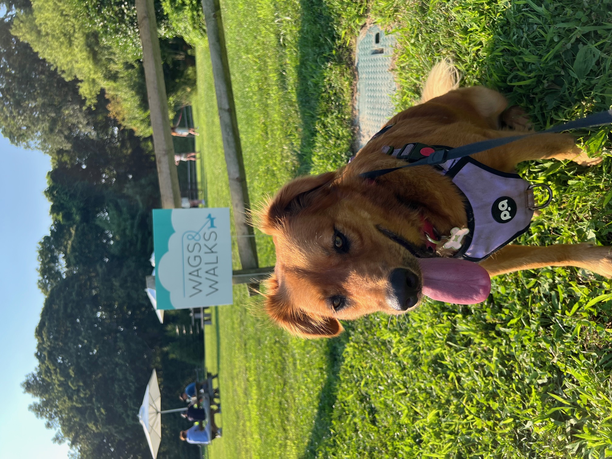 Coach Wags & Walks - Happy rescue dog