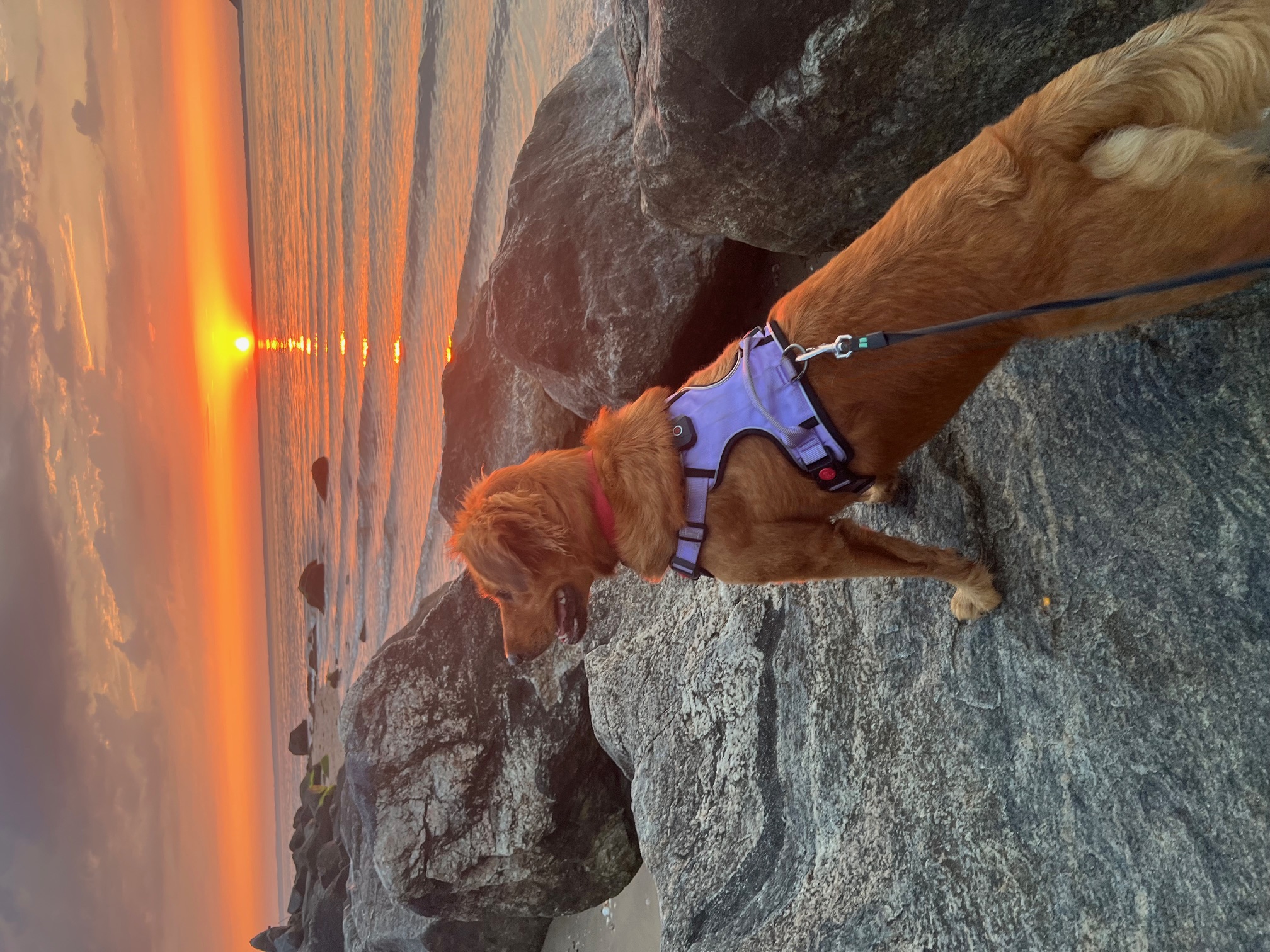 A Full Circle Moment: How One Rescue Dog Helped Launch a Giving Classroom
